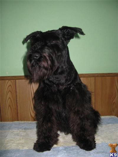 Blue Grass Beauty Skylines Bella Girl